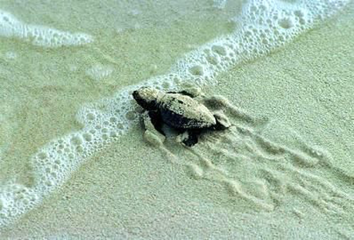 Bodrum\'da İki Yavru Caretta Caretta Karada Bulundu
