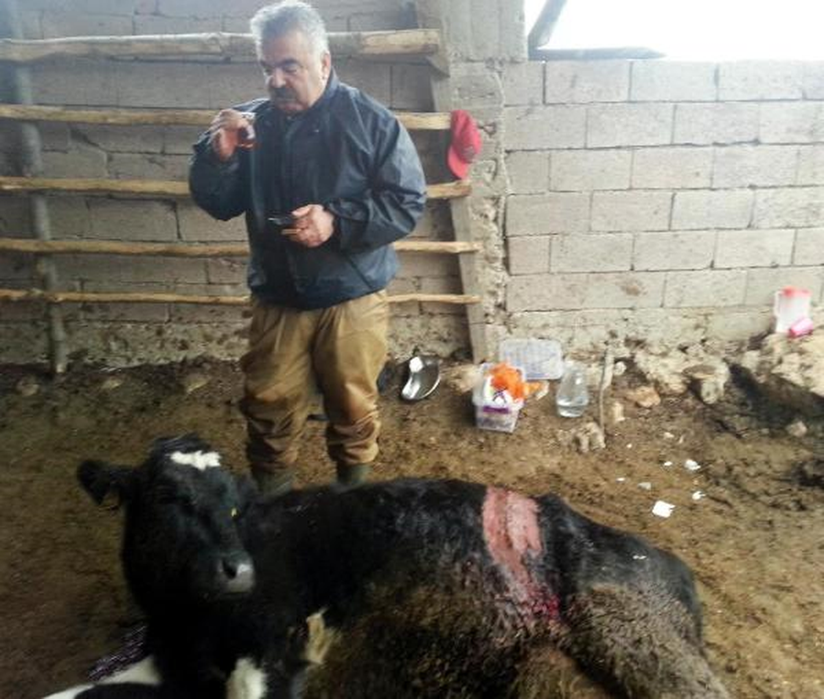 Gebe İneğin Midesinden 26 Metrelik \'Urgan\' Çıktı