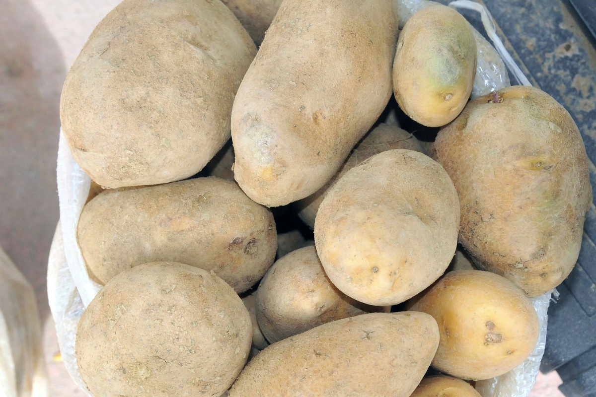 Kavak\'ta Patates Tohumu Dağıtımına Başlandı