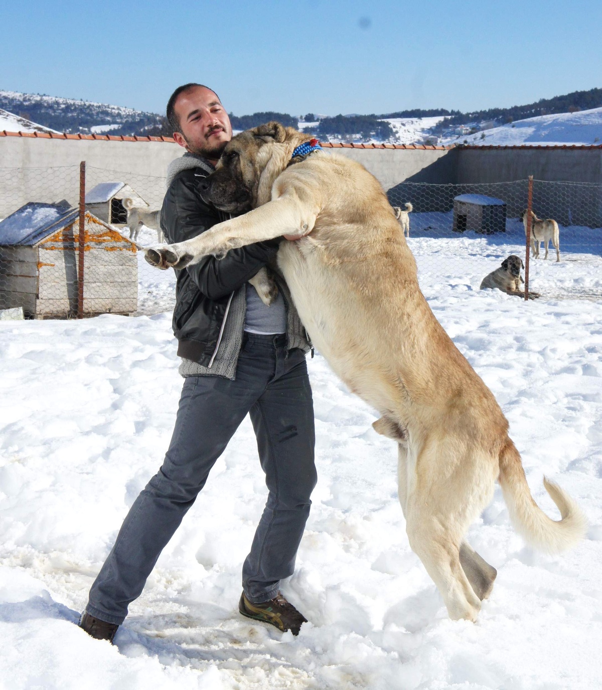 Köpek Sevgisi, Öğretmenliği Bıraktırdı