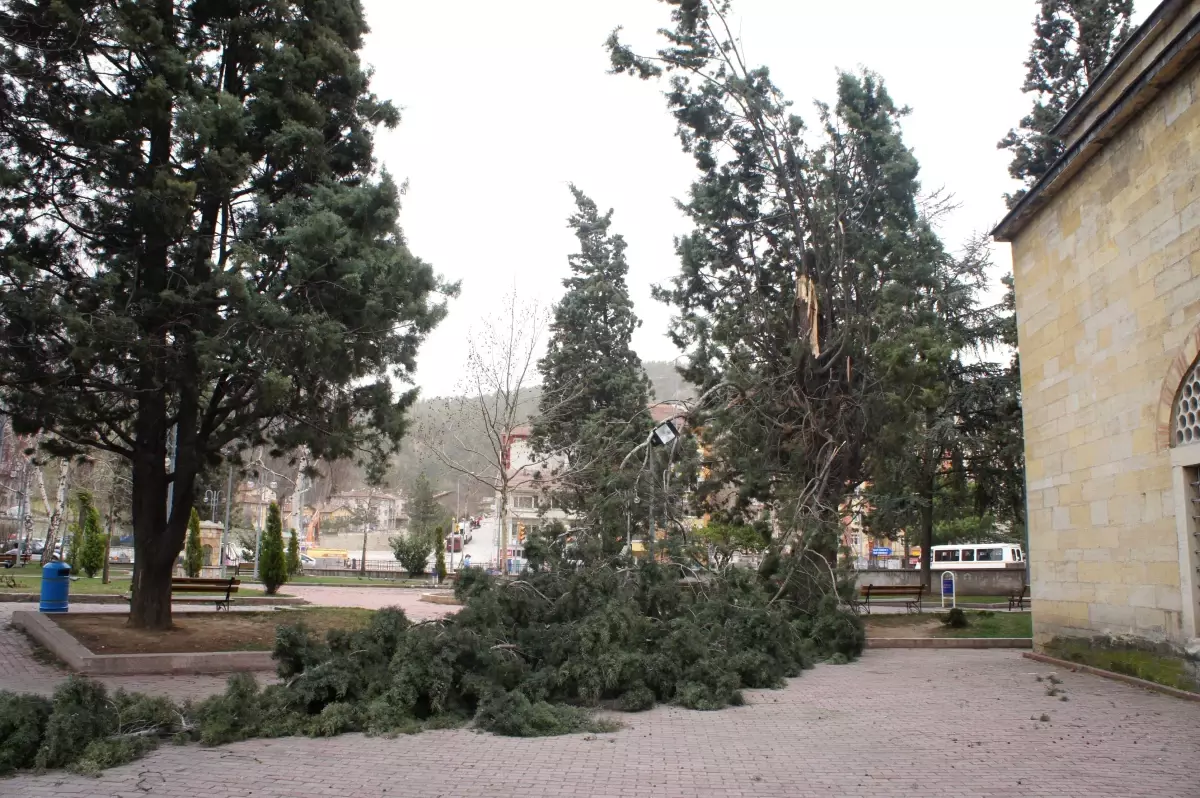 Şiddetli Rüzgardan Ağaç Devrildi