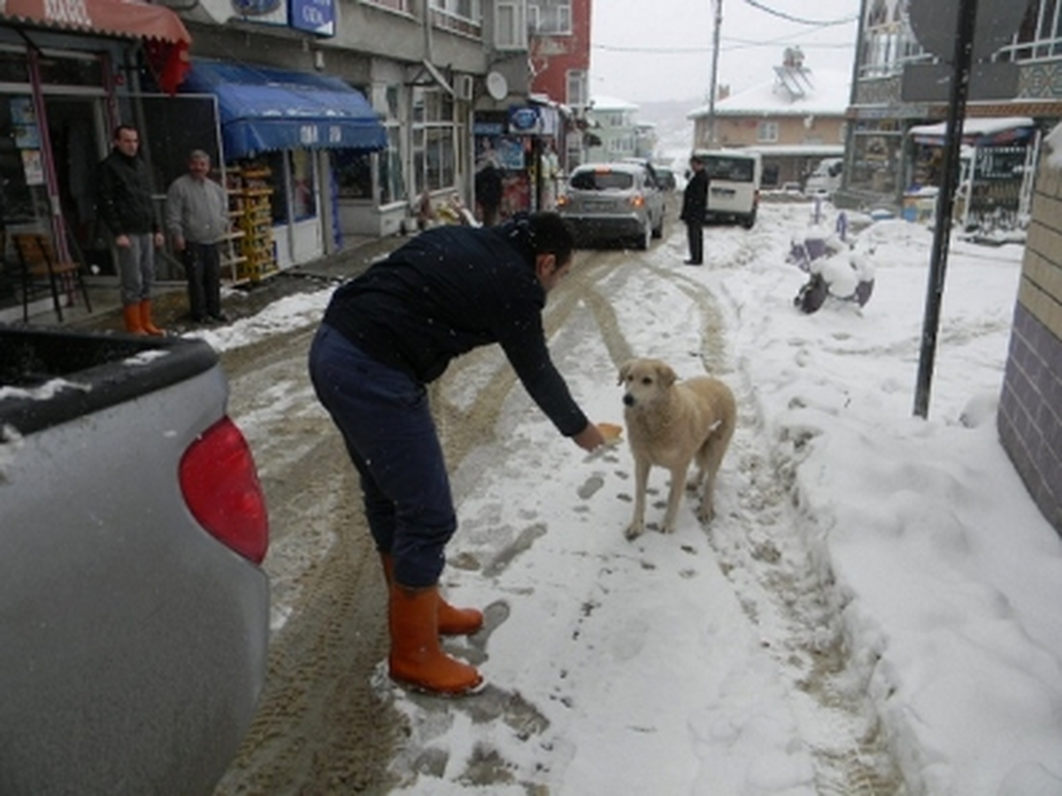 Tunceli\'de Kış Şartlarının Yaban Hayvanlarına Etkisi