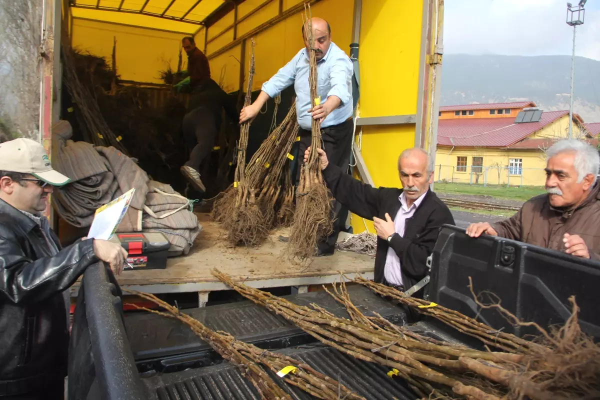 Tarım Müdürlüğü\'nden Çiftçilere Ceviz Fidanı Dağıtımı Yapıldı