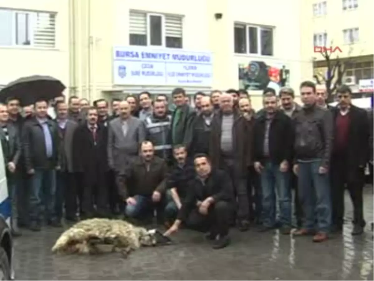 Bursa Polislerden \'Nazar Değmesin\' Kurbanı Polislerden \'Nazar Değmesin\' Kurbanı Bursa, Bursa\'da...