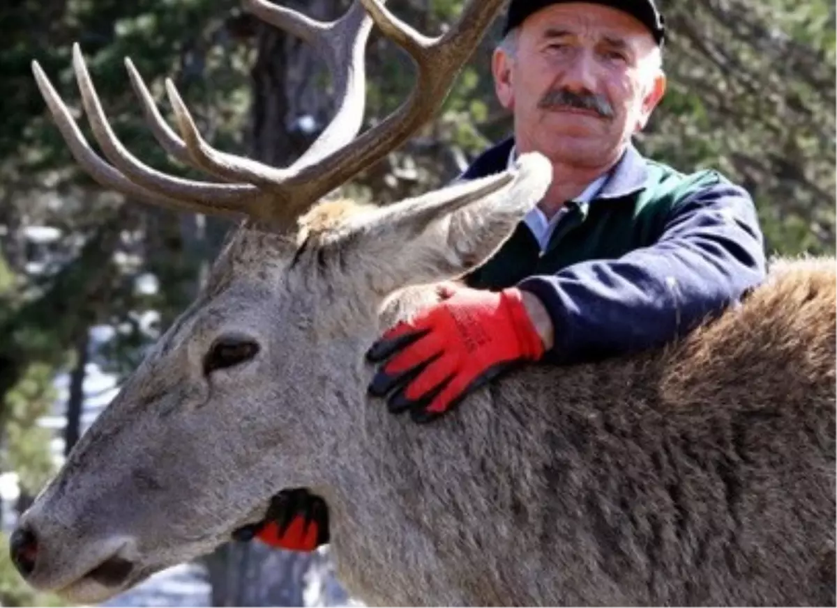 Biberonla Beslediği Geyik 3,5 Yıldır Yanından Ayrılmıyor