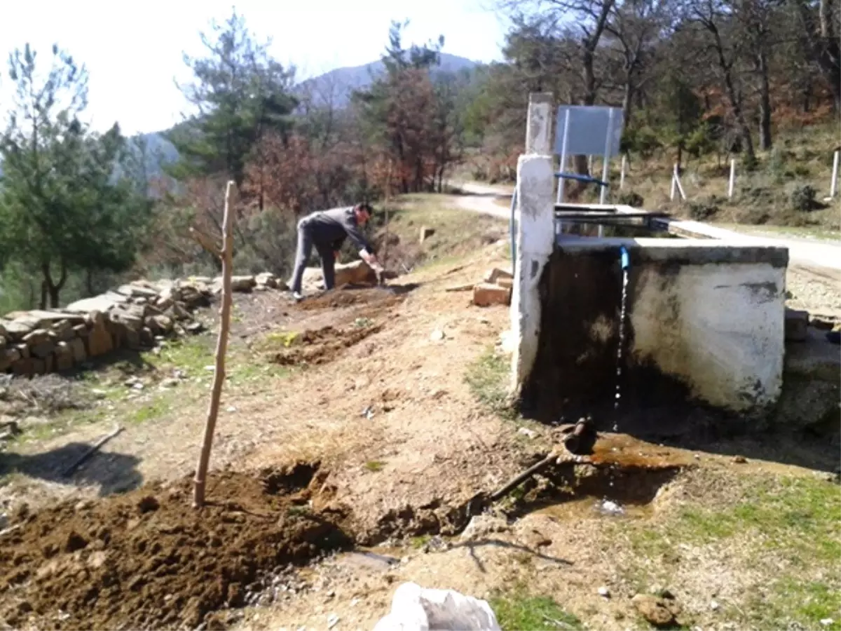 Çeşme Başlarına Meyve Fidanı Dikimi Devam Ediyor