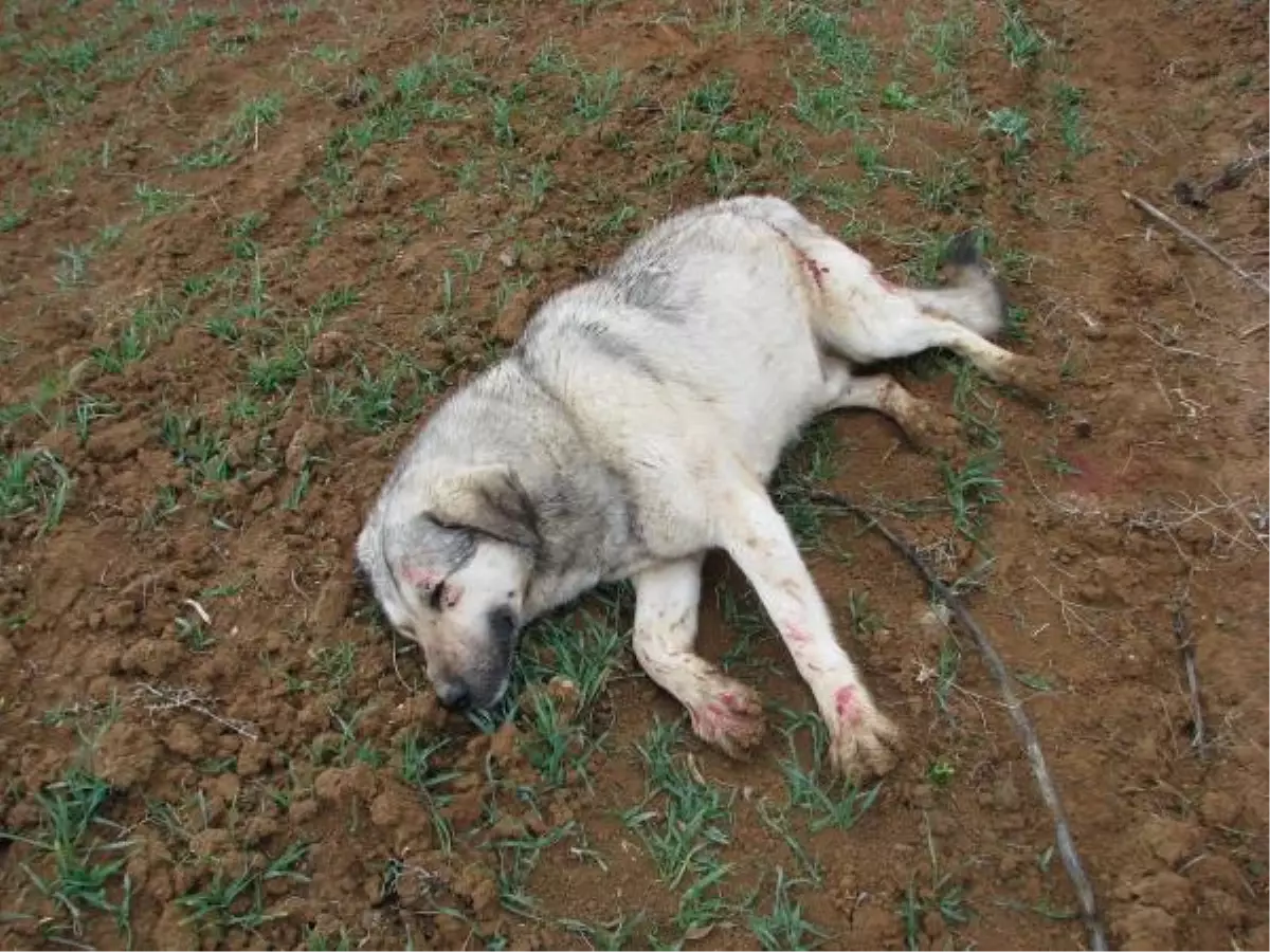 Köpeklerine Saldıran Kangalı, Öldürdü