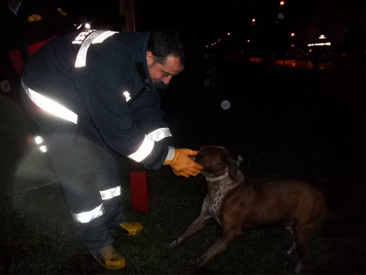 Süs Havuzuna Düşen Köpeği İtfaiye Kurtardı