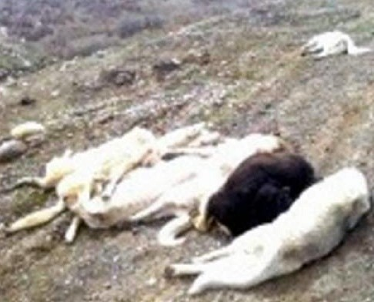 Bilinçsiz Köpek Öldürmelerine Hayvan Severlerden Tepki