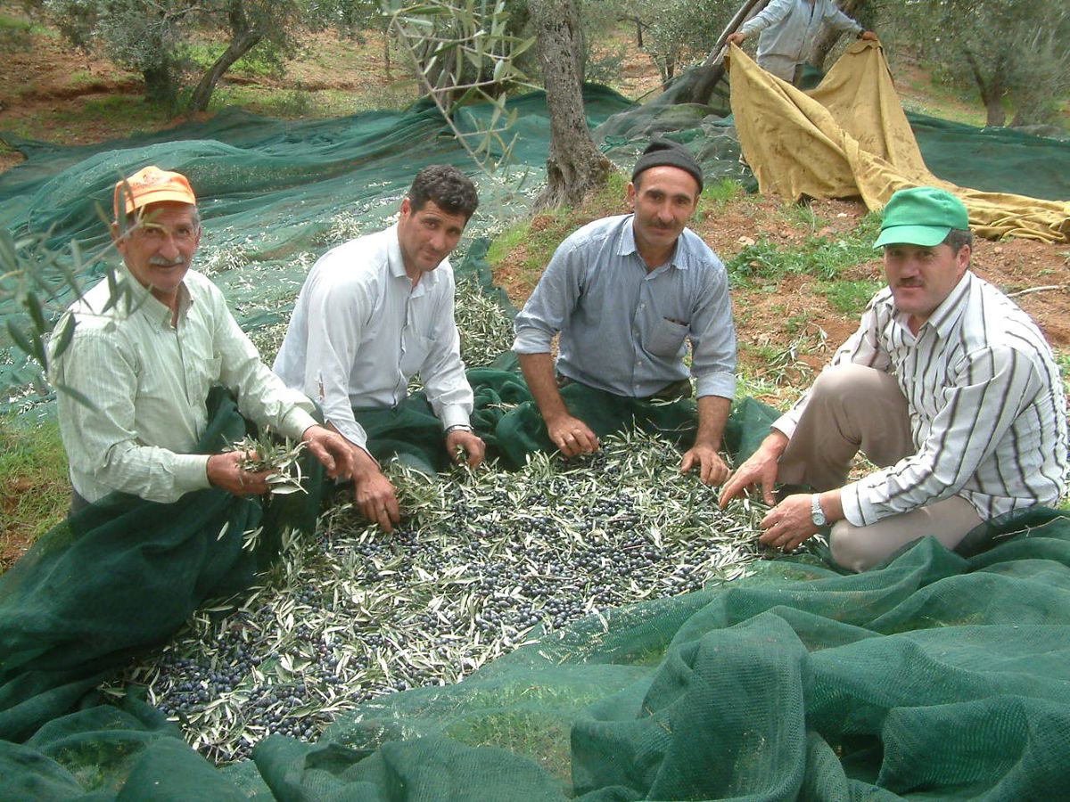 Burhaniye\'de Zeytin Hasadının Sonuna Gelindi