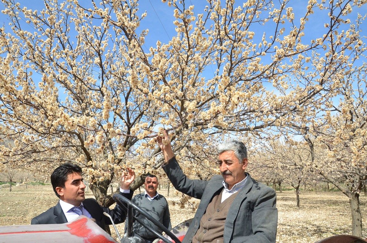 Darende İlçesinde Kayısı Ağaçlarını Don Vurdu