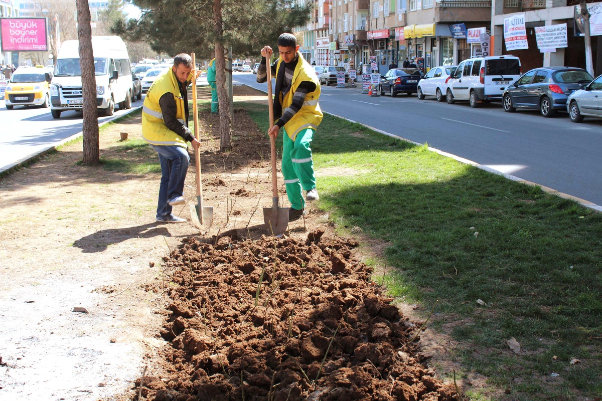 Diyarbakır Büyükşehir Belediyesi Mevsimlik Çiçek Ekimine Başladı