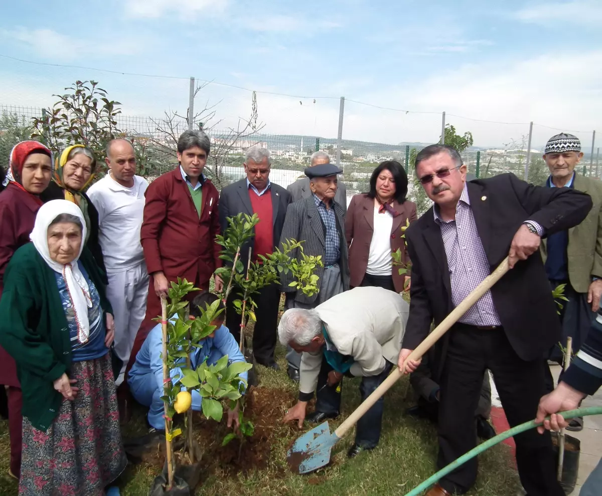 Ziraat Odasından Huzurevi Bahçesine 40 Fidan