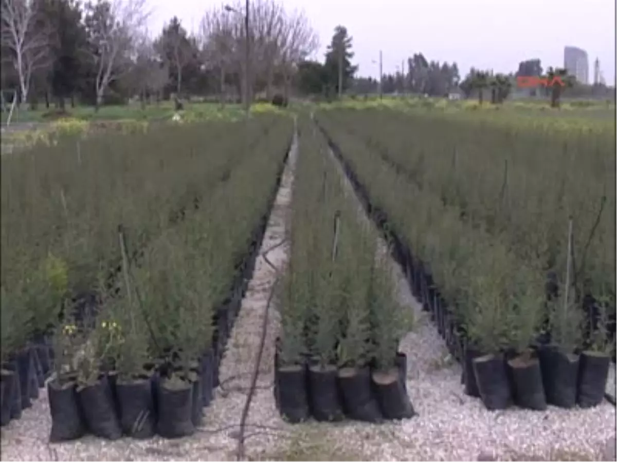 Adana\'da Yangına Dayanıklı Ağaç Dikimi