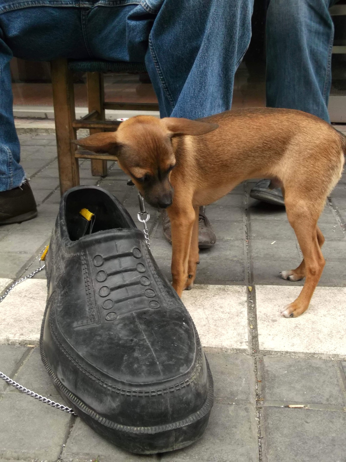 Bu Köpeğin Boyu Neredeyse Lastik Ayakkabı Kadar