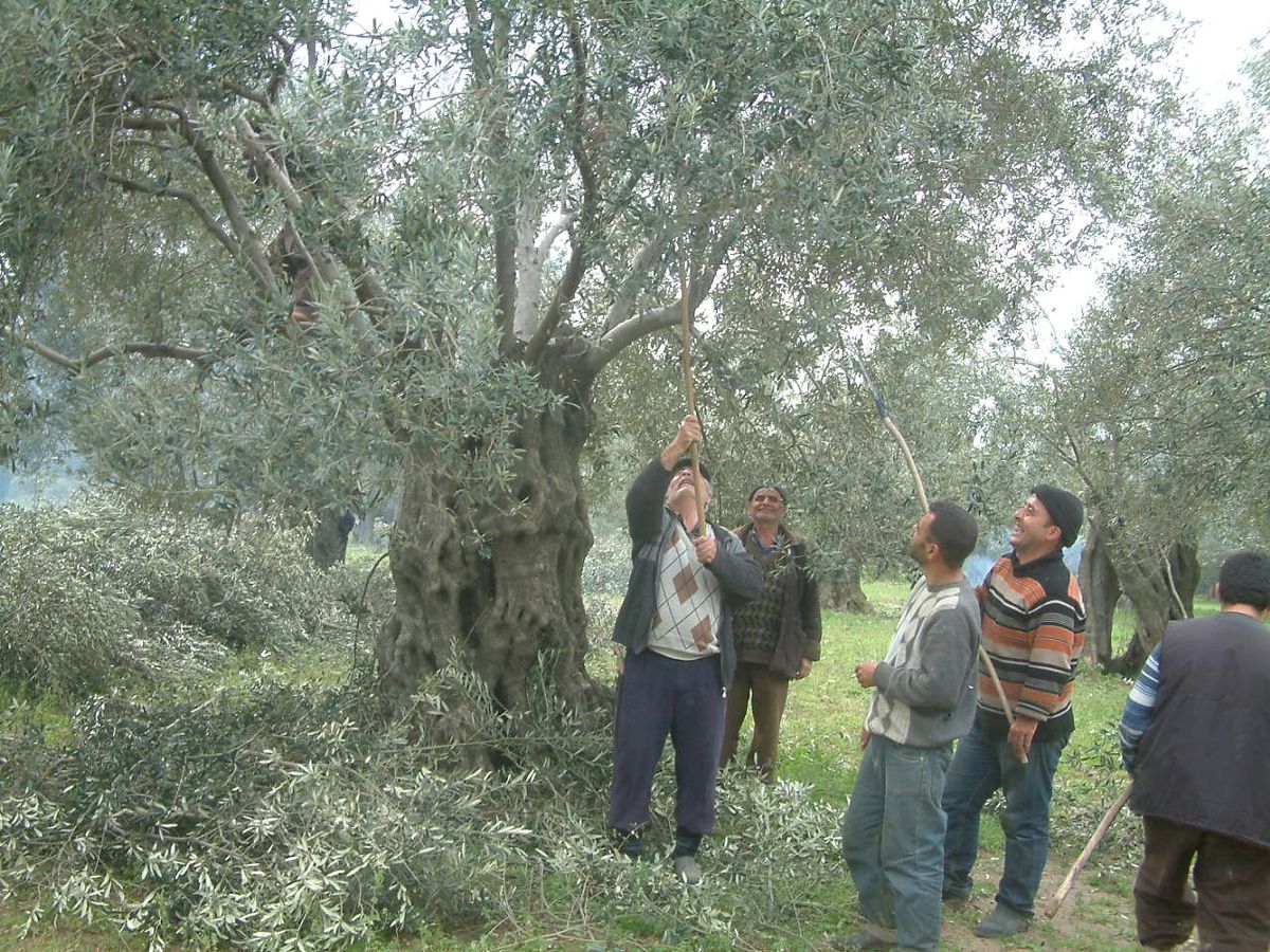 Burhaniye\'de Zeytin Budamasına Başlandı
