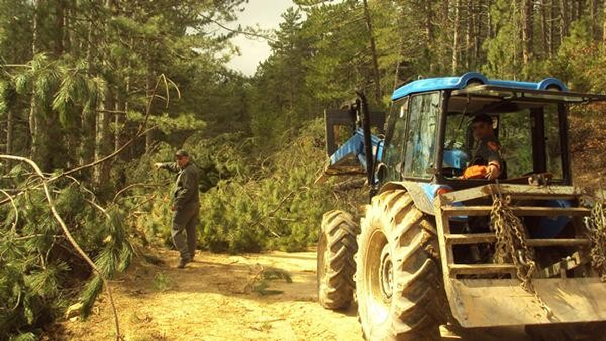 Fırtına En Çok Ağaçlara Zarar Verdi