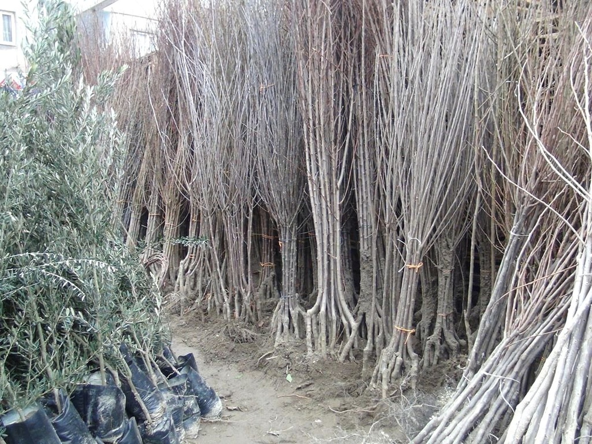 Germencik\'te 7 Bin 200 Narenciye Fidanı Dağıtıldı