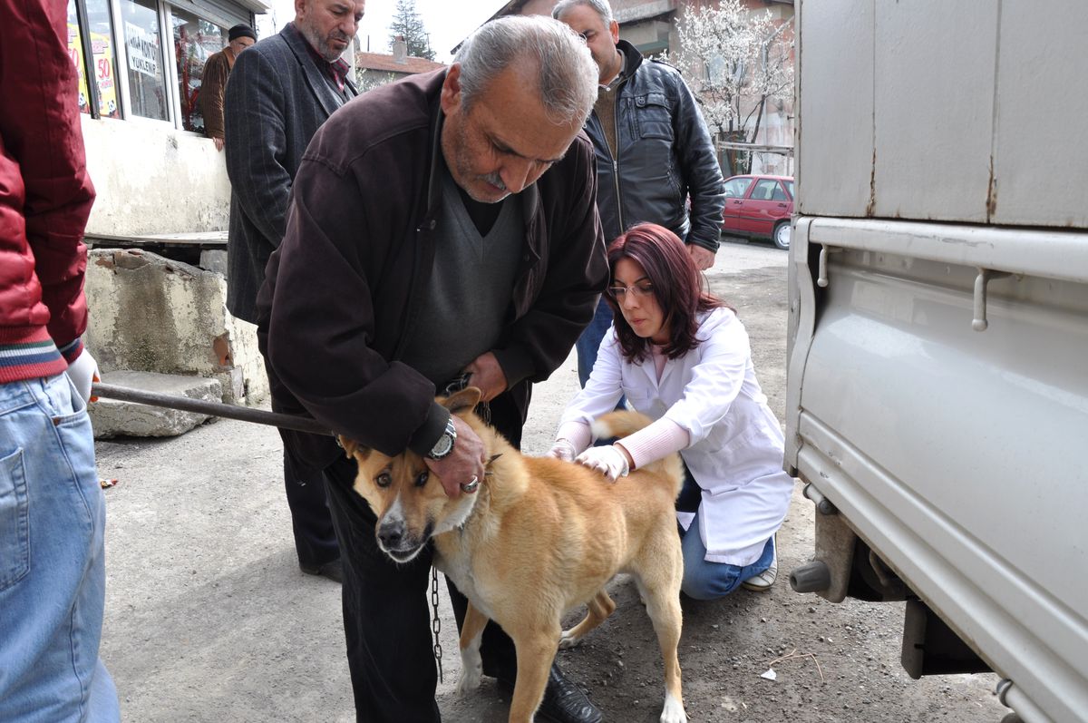 Karabük\'te Köpek ve Kedilere Kuduz Aşısı Yapıldı