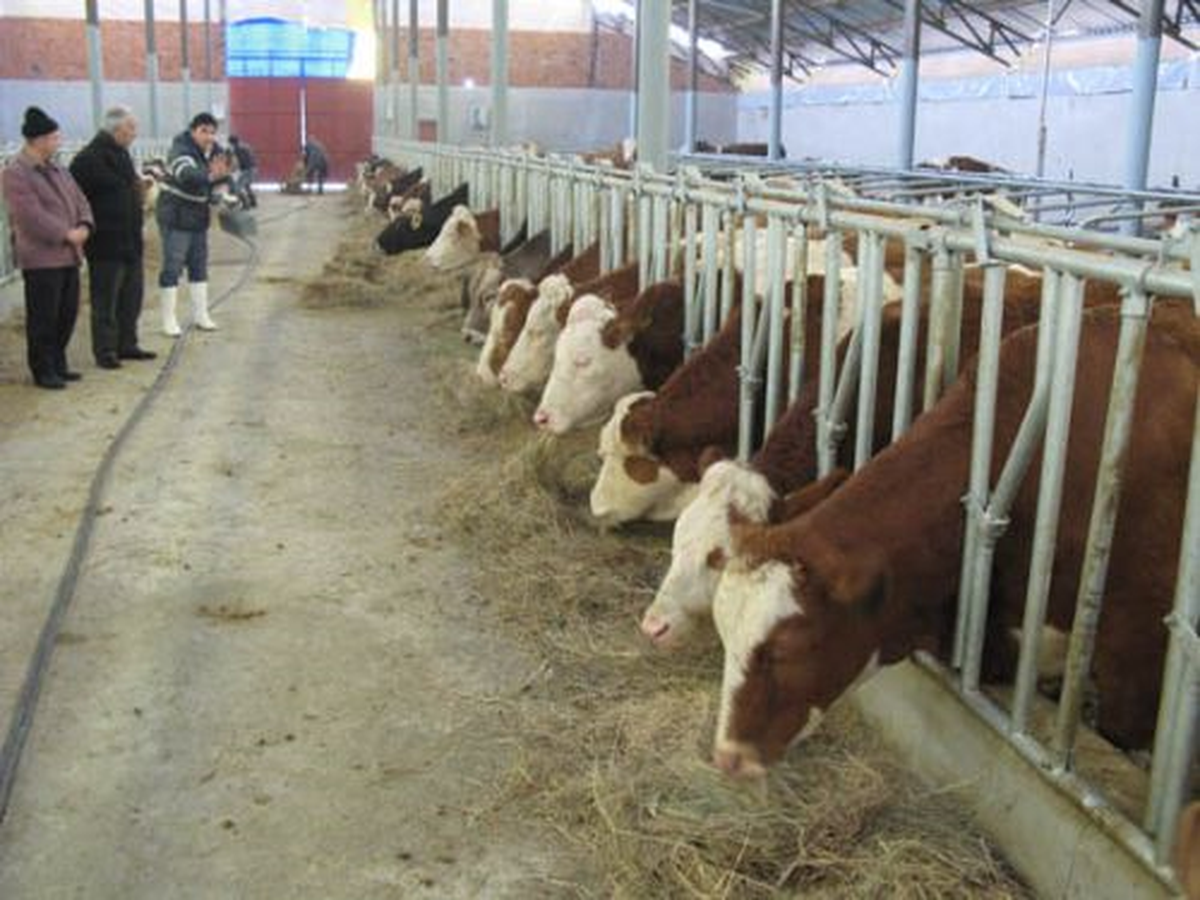 Mersin Damızlık Sığır Yetiştiricileri Birliği Üyelerine Kredi Desteği