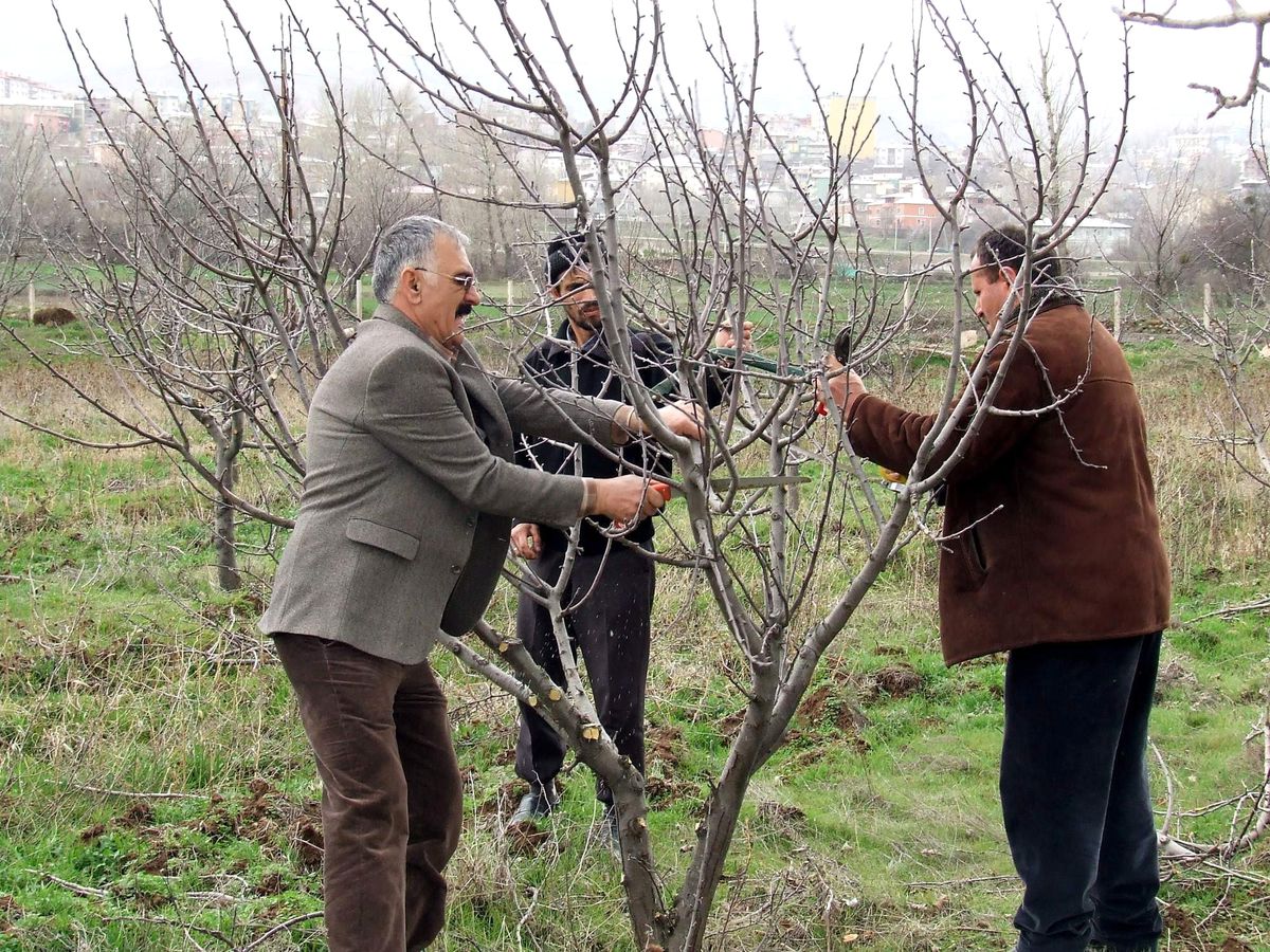 Suşehri\'nde Ağaç Budama Kursları Devam Ediyor
