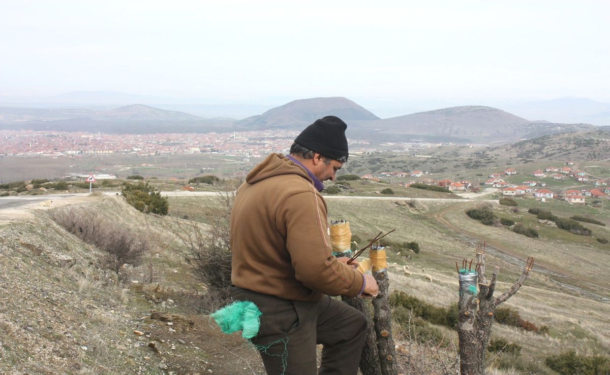 Yol Kenarındaki Ağaçları Aşılıyor