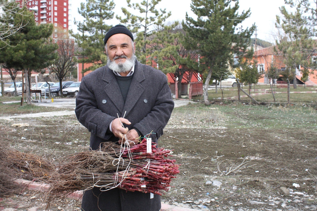 Yozgat\'ta 40 Bin Bağ Çubuğu Fidanı Dağıtıldı