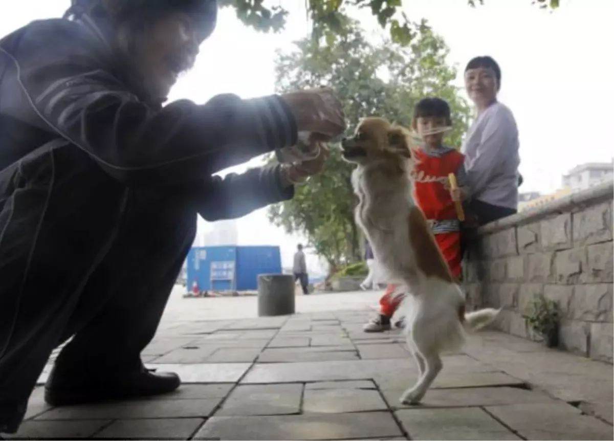 2 Ayaklı Köpek Yaşama Tutundu