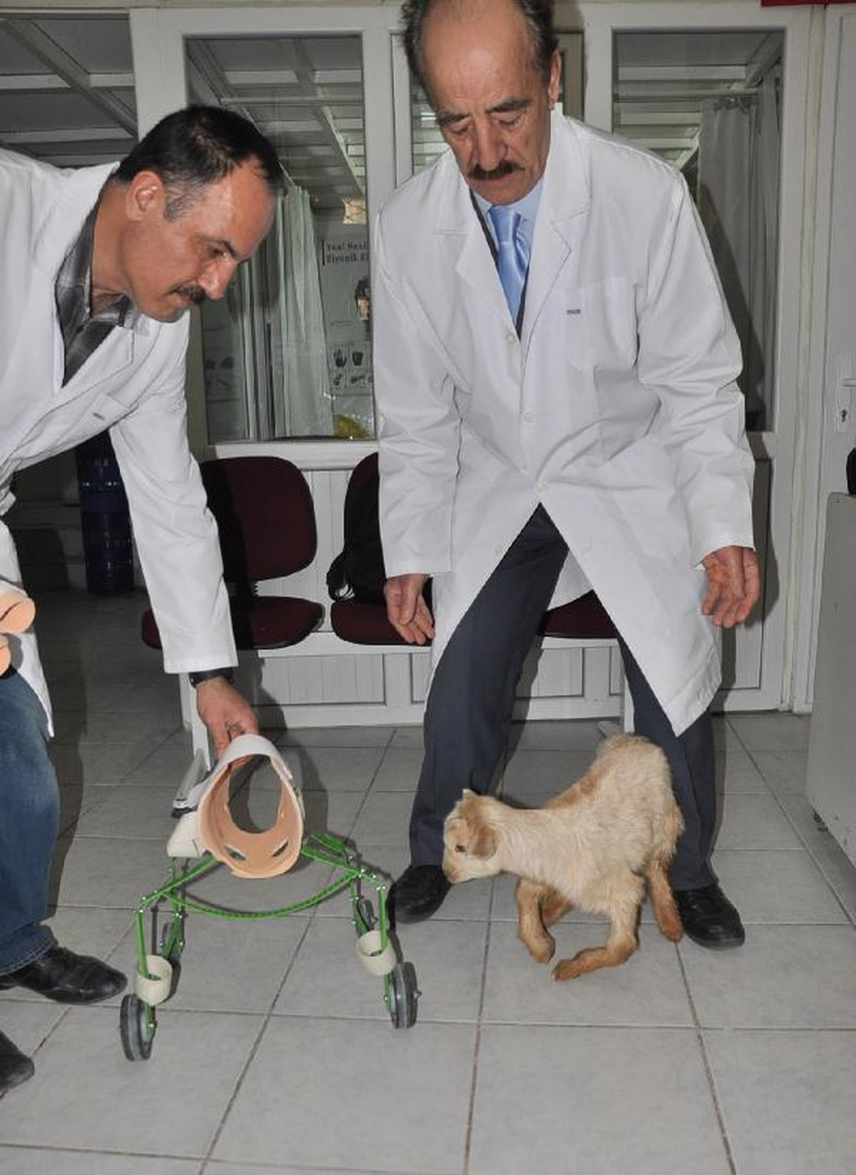 Bir Aylık Oğlağa Ortez Takıldı