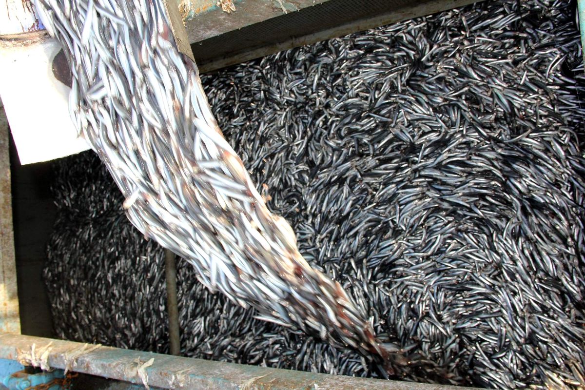 İç Sulardaki Balık Avı Yasağına Son 10 Gün