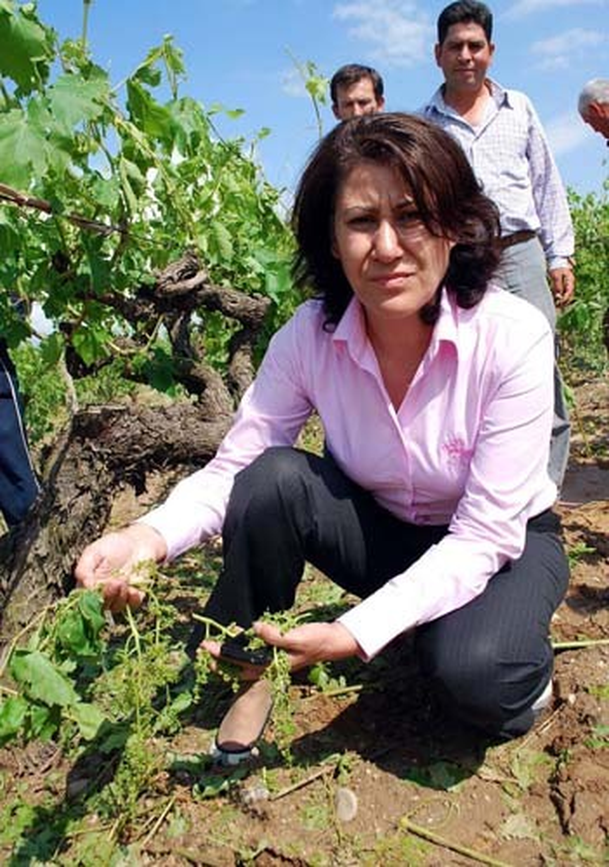 Milletvekili Öz\'den Zirai Don Zararı Açıklaması