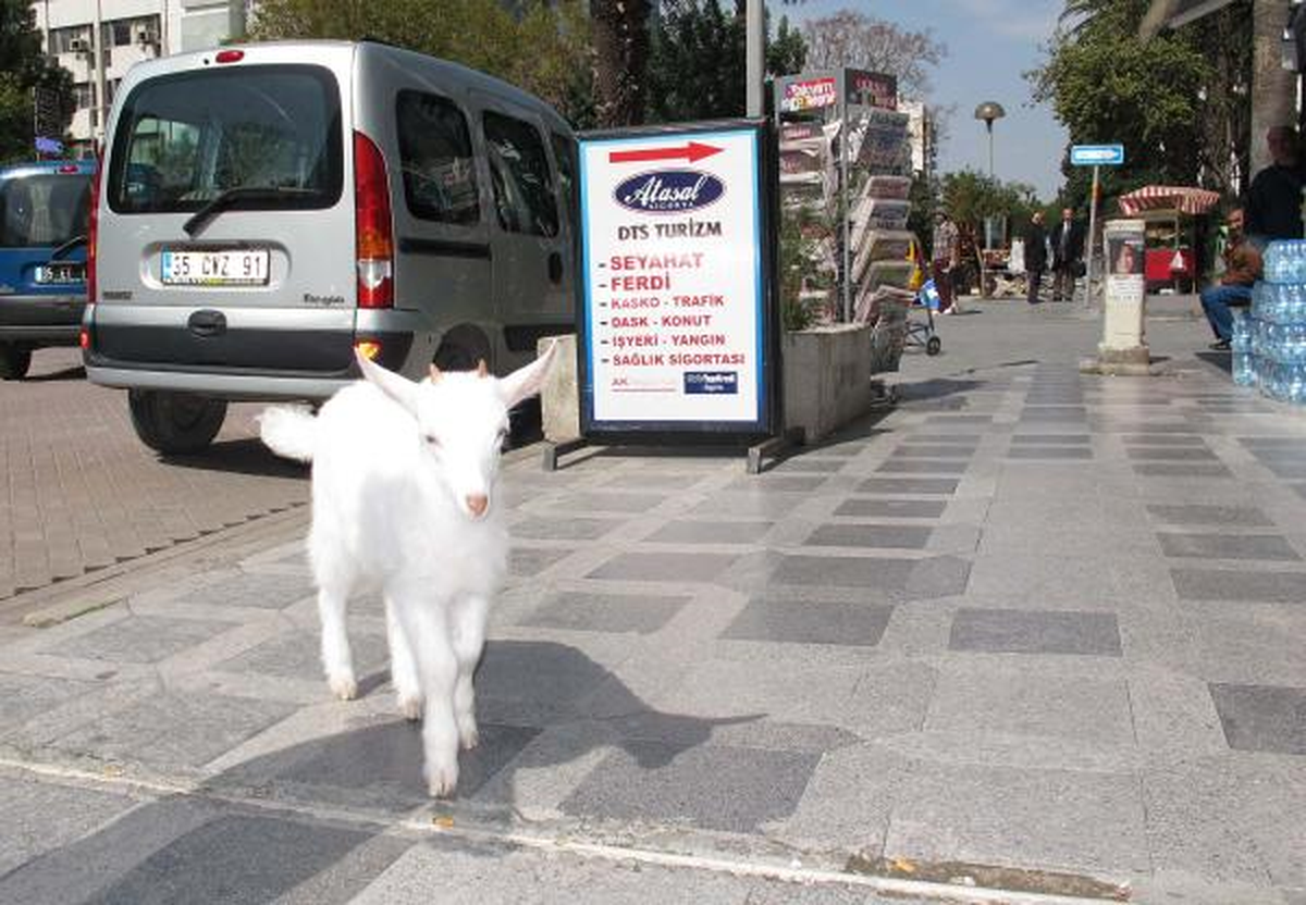 Sokakta Dolaşan Başıboş Oğlak Şaşırttı