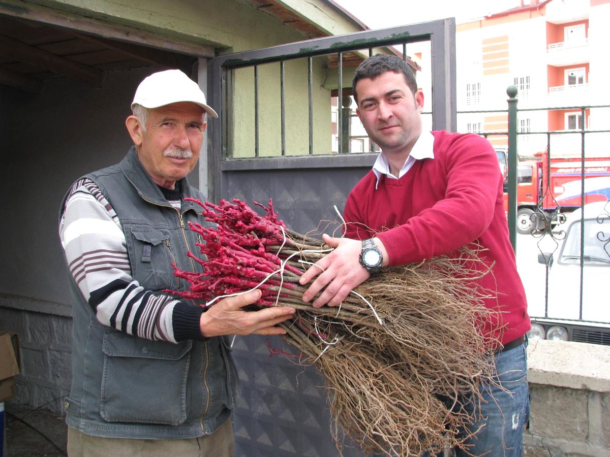 Sorgun\'da 12 Bin Adet Bağ Çubuğu Dağıtıldı
