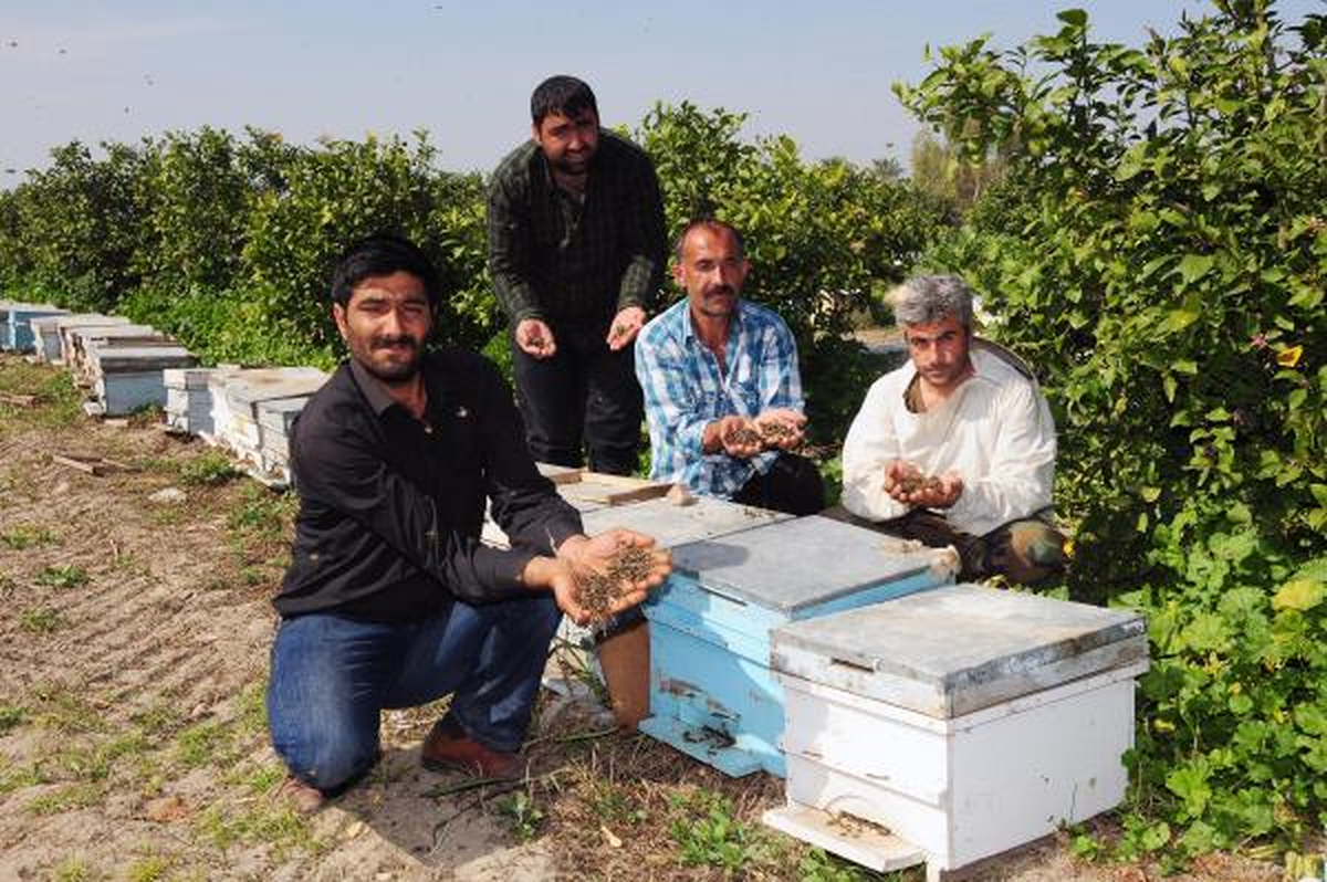 Adana\'da Bal Arılarının Esrarengiz Ölümü