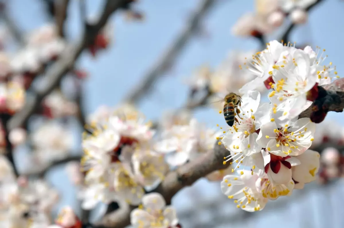 İlkbahar Demek Sağlık Demek