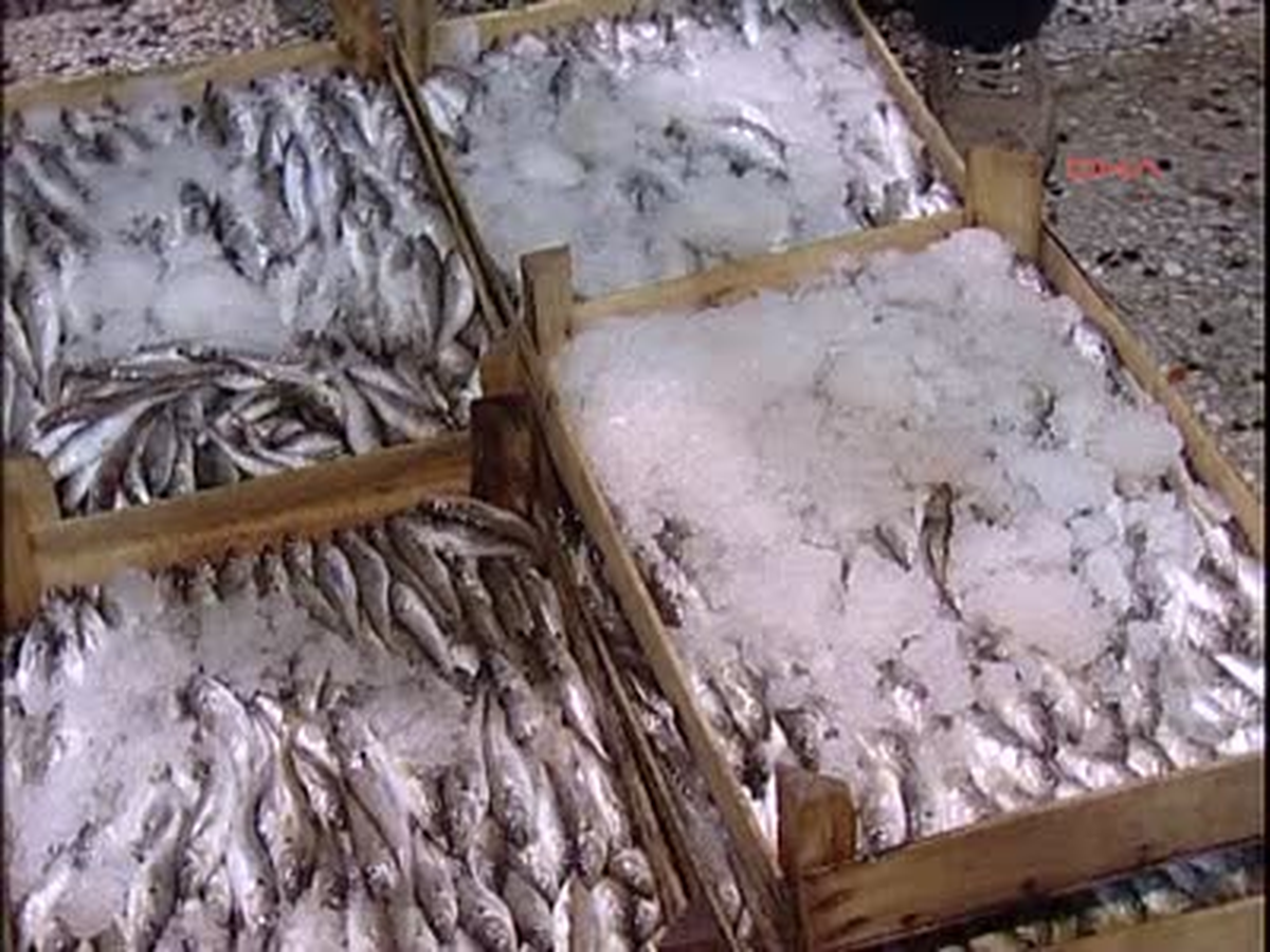Kumkapı Balık Halinde Denetleme