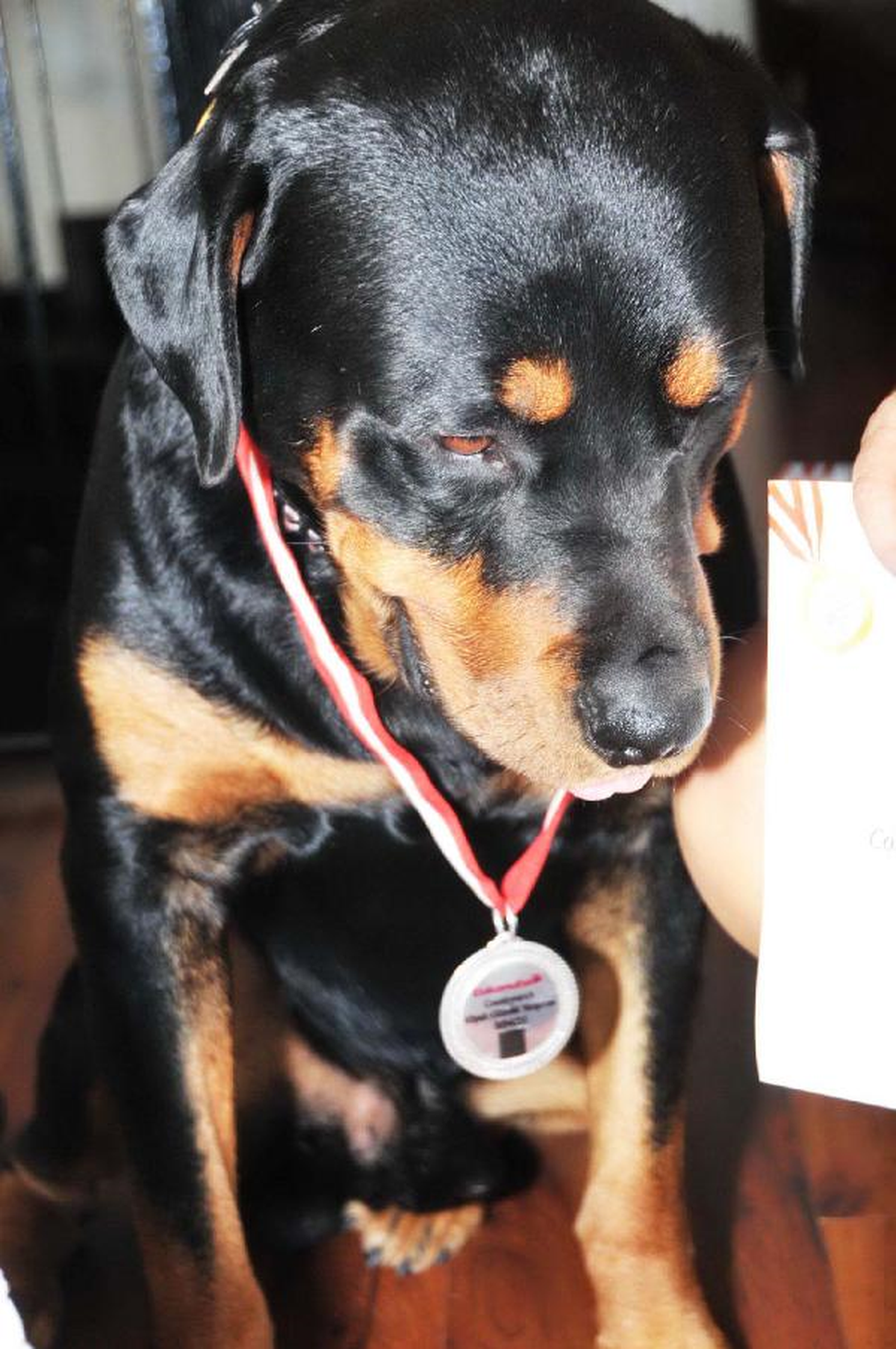 Sitede \'Köpeğe Çiş\' Davasında Uyarı Cezası
