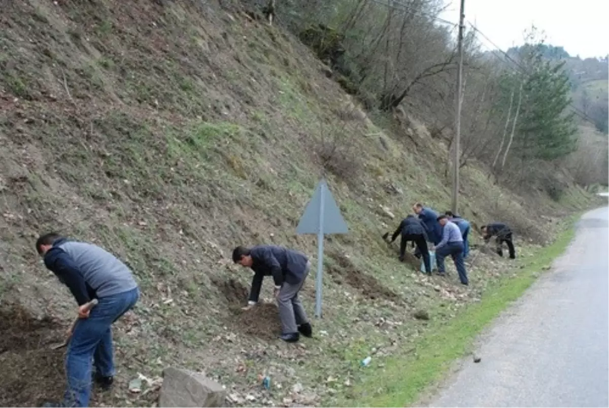 Yenice Ihlamur Fidanı Dikildi