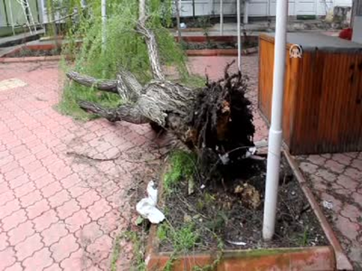 Fırtına Ağaçları Devirdi