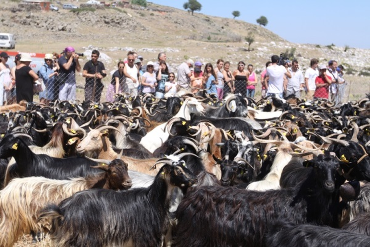 Kıl Keçisi De Düşük Faizli Kredi Kapsamına Girdi