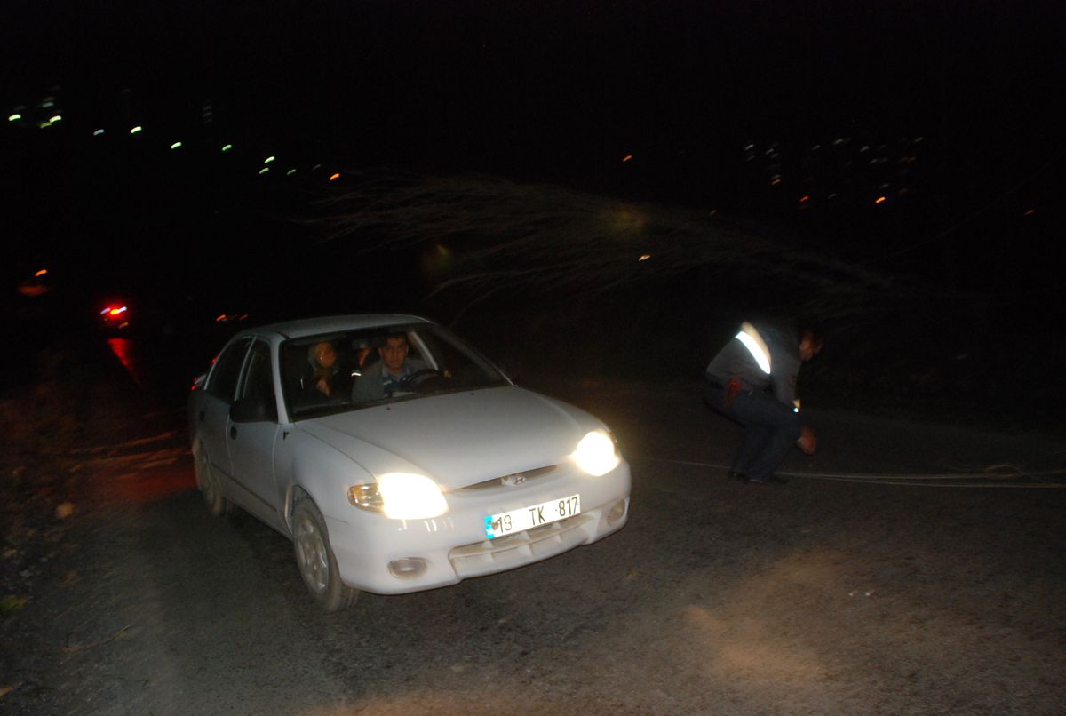 Tokat\'ta Rüzgar Kavak Ağaçlarını Devirdi