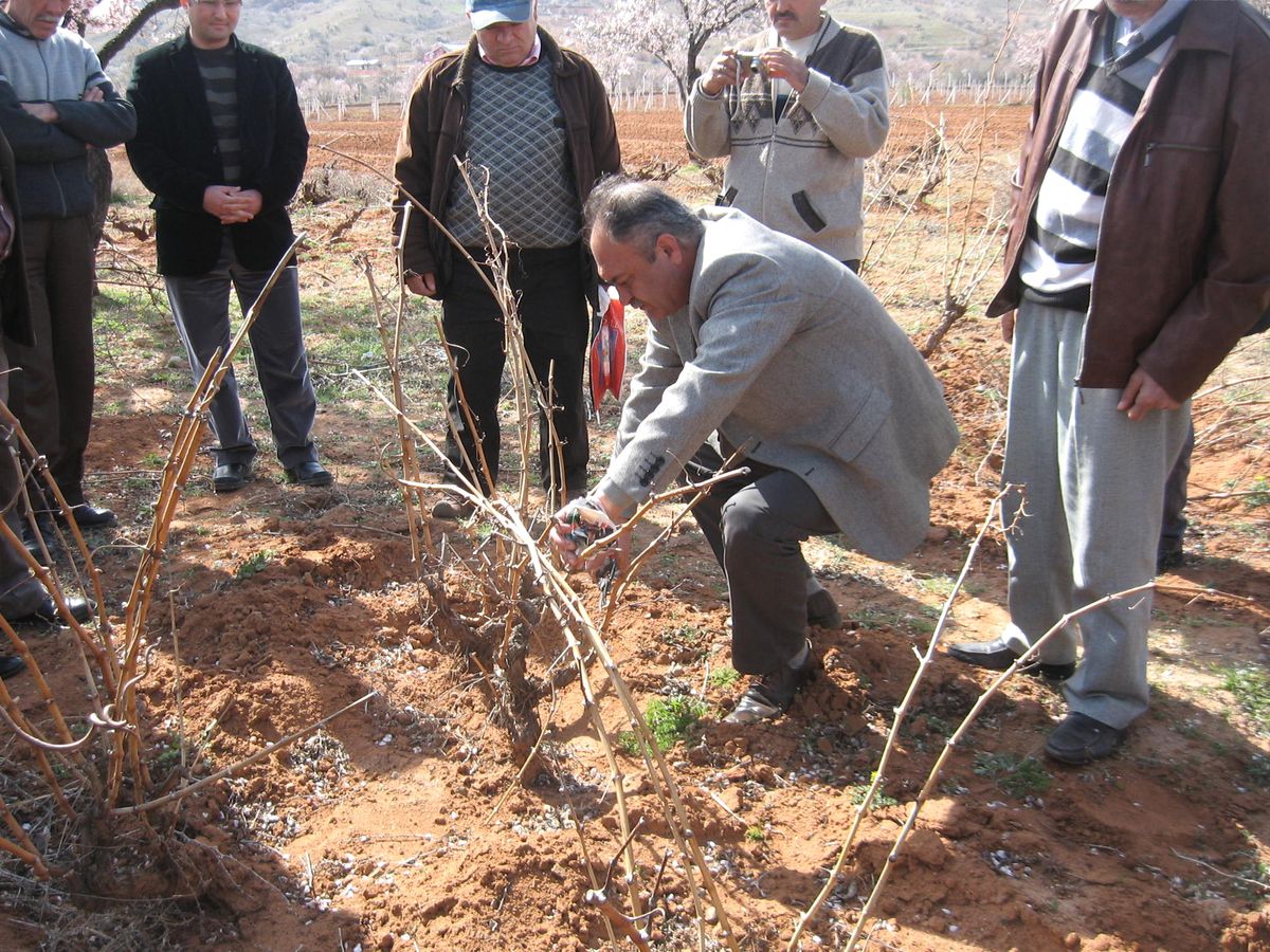 Üzüm Yetiştiricilerine Destek