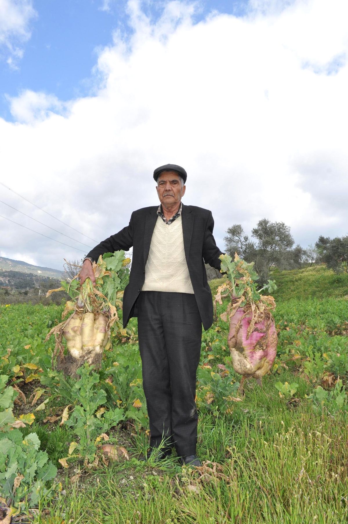 Yaban Domuzları Çiftçiyi İsyan Ettirdi