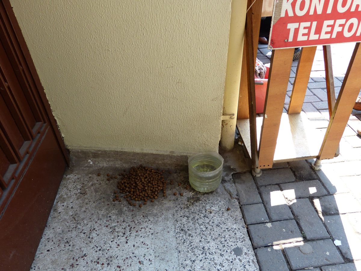 Sakarya\'da Köpeklere Zehir Verildi