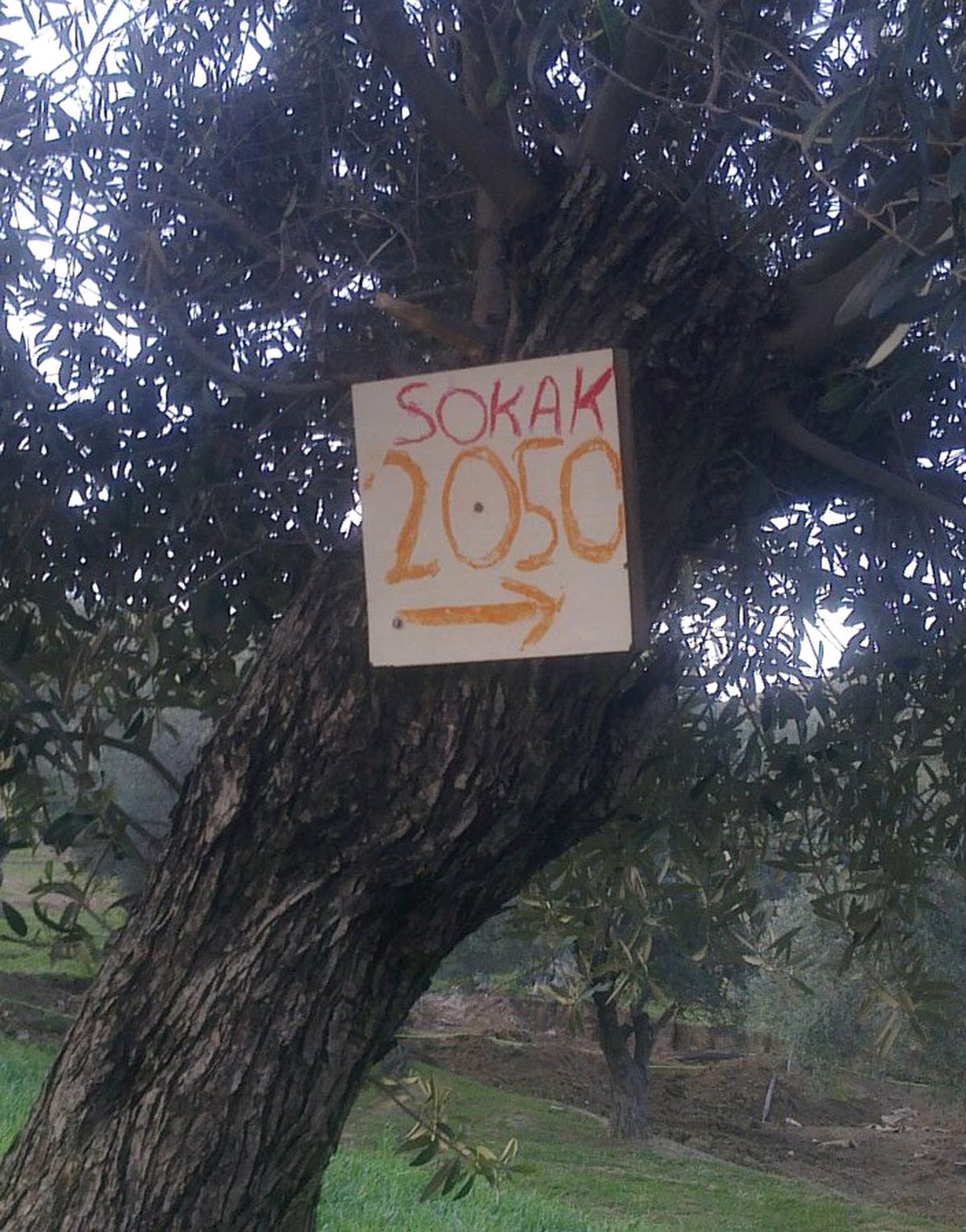 Adres 3. Zeytin Ağacı
