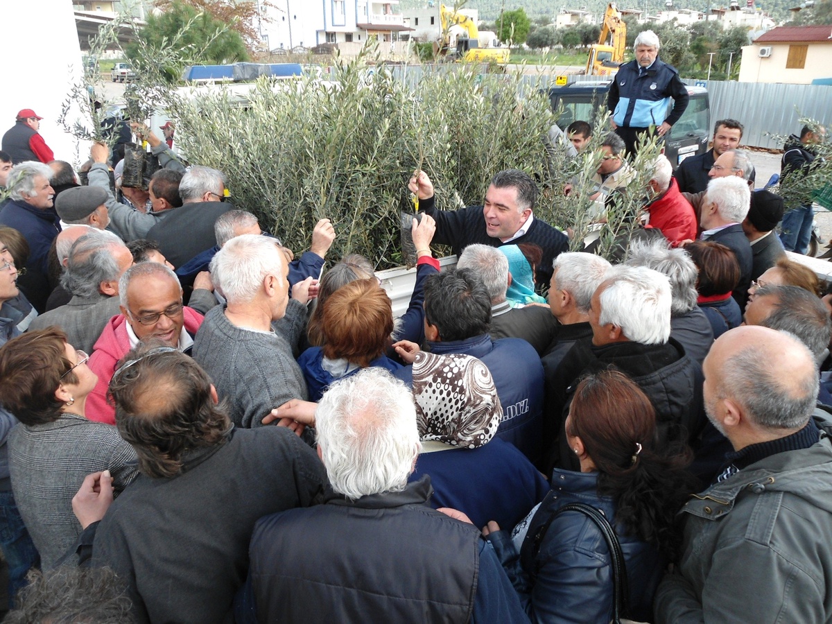 Akbük Belediyesi Zeytin Fidanı Dağıttı