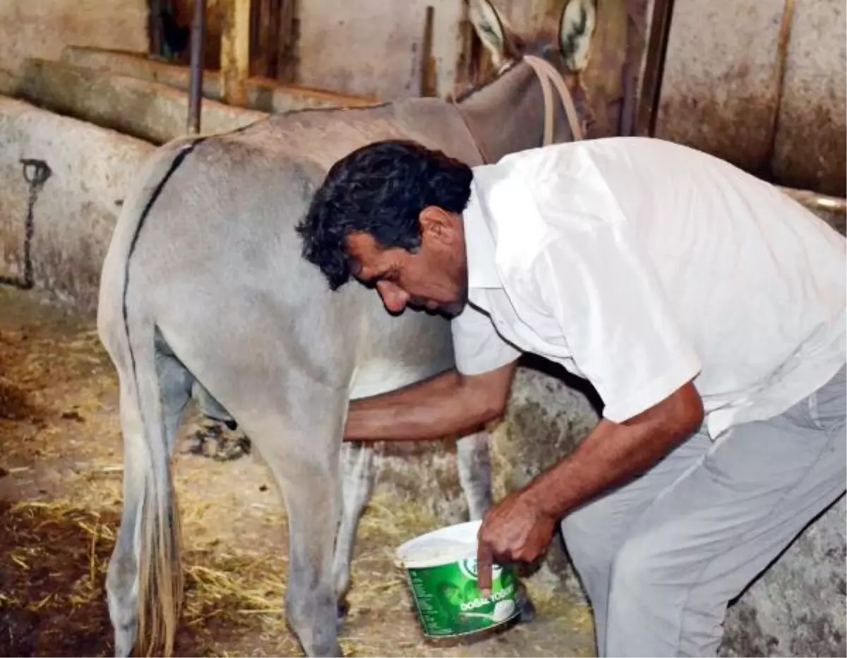 "Zaruret Yoksa Eşek Sütü İçmek Haramdır"