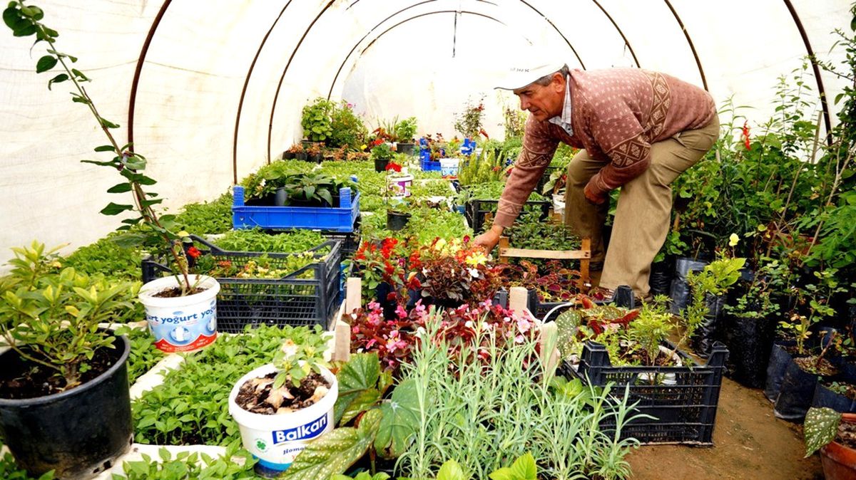 Fideler Toprakla Buluşmaya Başladı