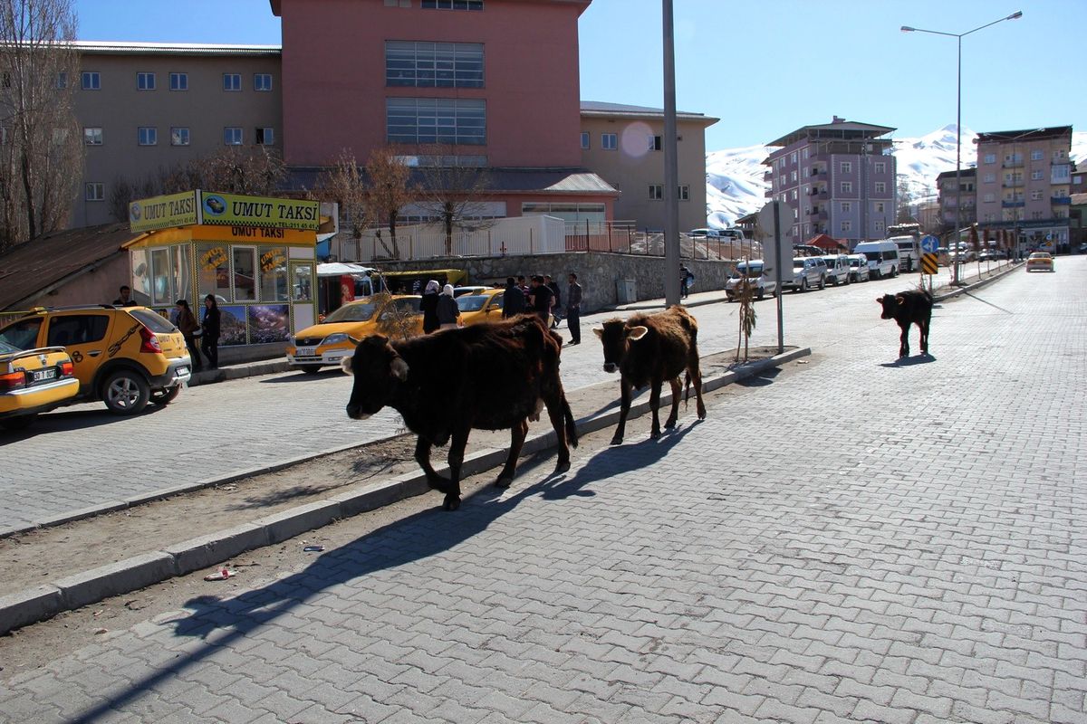 Hakkaride Başıboş İnek Sorunu