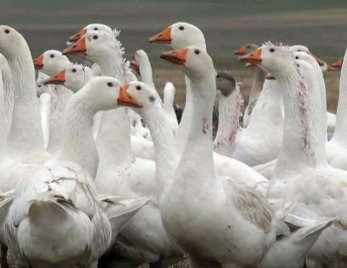Kars\'ın Kazı\'nın Tüyü Almanya\'ya Gidiyor